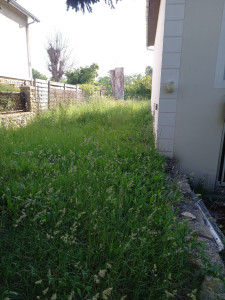 Photo de galerie - Tonte de pelouse - Débroussaillage