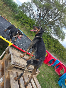 Photo de galerie - Garde d'animaux à domicile, repas, balades, jeux, affection !