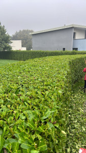 Photo de galerie - Taille de haie de laurier, palmes