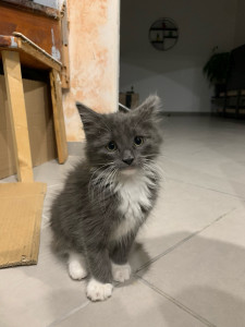 Photo de galerie - Garde tout animaux 