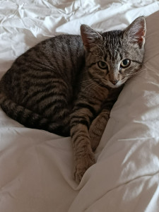Photo de galerie - Garde chat