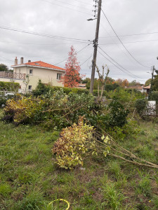 Photo de galerie - Elagage et coupe d'arbres