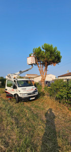 Photo de galerie - Abattage d un pins 