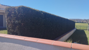 Photo de galerie - Taille de haies et d'arbustes