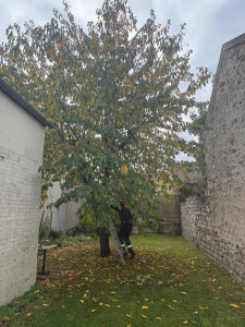 Photo de galerie - Examiner l'arbre entier pour voir bien ce qu'il a besoin