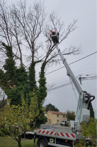 Photo de galerie - Elagage et coupe d'arbres