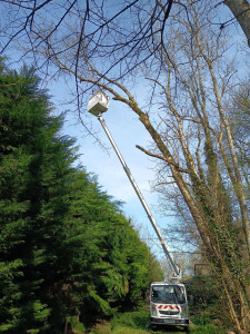 Photo de galerie - élagage d'arbre 17 metre 