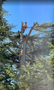 Photo de galerie - Elagage et coupe d'arbres