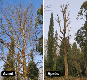 Photo de galerie - Elagage et coupe d'arbres