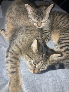 Photo de galerie - Mes chats ?