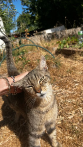 Photo de galerie - Chat garde