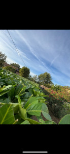 Photo de galerie - Taille Laurier