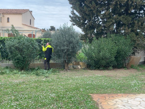 Photo de galerie - Taille de haies et d'arbustes