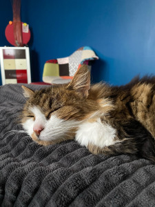 Photo de galerie - Petit chat dont je m’occupe à la maison