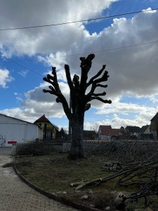 Photo de galerie - Elagage et coupe d'arbres