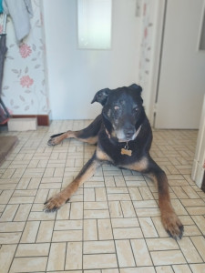 Photo de galerie - Garde de Choper, un chien charmant impressionnant mais une vrai patte finalement ! 
Dès la deuxième fois, une belle complicité entre nous ! 
