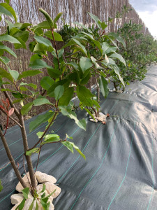 Photo de galerie - Paysagiste - Aménagement du jardin