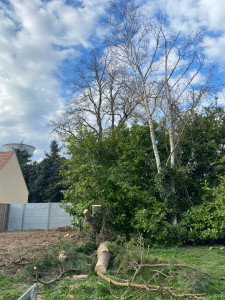 Photo de galerie - élagage 