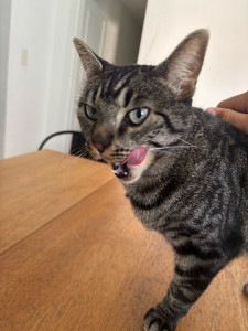 Photo de galerie - Visite de Pringles pendant 1 semaine tout les jours 