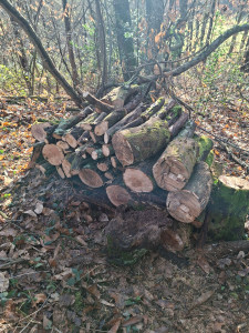 Photo de galerie - Elagage et coupe d'arbres