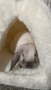 Photo de galerie - Garde animaux
