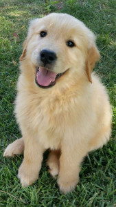 Photo de galerie - Garde chien