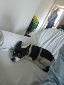 Photo de galerie - Garde régulier 