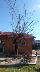 Photo de galerie - Elagage et coupe d'arbres