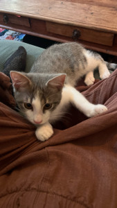Photo de galerie - Cat sitting 