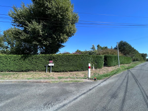 Photo de galerie - Retour de la saison des tailles avec 90ML de Leylandii