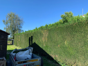 Photo de galerie - Taille de haies et d'arbustes