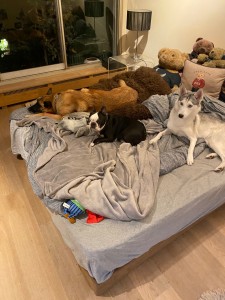 Photo de galerie - Ma chienne, mon amour et deux autres toutous en garde sur mon lit chez moi, par exemple! 