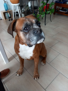 Photo de galerie - Garde chien