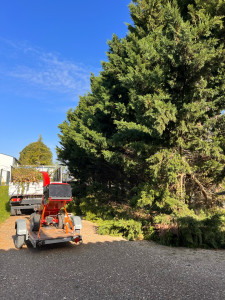 Photo de galerie - Elagage et coupe d'arbres