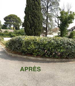 Photo de galerie - Taille de haies et d'arbustes
