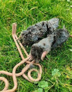 Photo de galerie - Prise taupes 