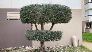 Photo de galerie - Taille d’un olivier