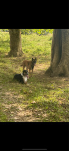 Photo de galerie - Garde chien