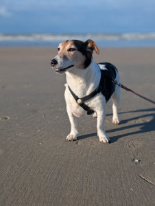 Photo de galerie - Balade de mon chien Jack à la plage 