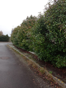 Photo de galerie - Avant de commencer la haie