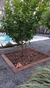 Photo de galerie - Encadrement et plant d’un citronnier 