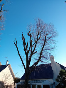 Photo de galerie - Elagage et coupe d'arbres