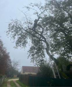 Photo de galerie - Elagage et coupe d'arbres