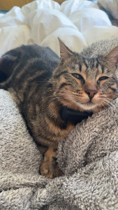 Photo de galerie - Garde chat