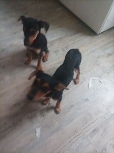 Photo de galerie - Garde chien