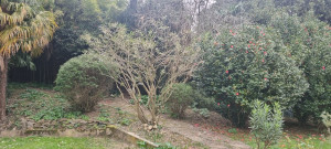 Photo de galerie - Taille de restructuration du laurier rose pour de meilleures floraisons futures