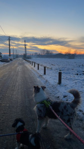Photo de galerie - Petite promenade avec loulou !