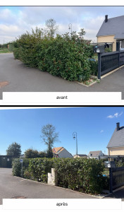 Photo de galerie - Taille de haies réduction de la hauteur et remise me forme pour un jardin plus propre et harmonieux