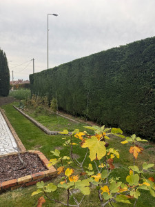 Photo de galerie - Taille des 2 cotée plus hauteur et évacuation déchets 