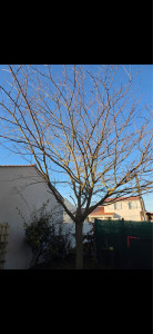 Photo de galerie - élagage  